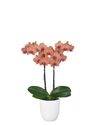 phalaenopsis-potplanten-san-marino-koper-106937-3
