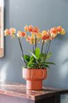 enphalaenopsis-pot-san-marino-copper-106937-1