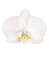 phalaenopsis-potplanten-inverness-wit-107077-0