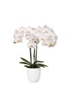 enphalaenopsis-pot-inverness-white-107077-1