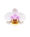phalaenopsis-potplanten-san-jose-wit-106249-0