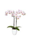 phalaenopsis-potplanten-san-jose-wit-106249-1
