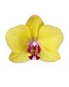 enphalaenopsis-pot-modena-yellow-107360-2