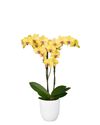 enphalaenopsis-pot-modena-yellow-107360-3