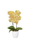 phalaenopsis-potplanten-lima-geel-107573-6
