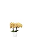 enphalaenopsis-pot-lima-yellow-107573-4