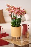 phalaenopsis-potplanten-bolgheri-koper-107949-1