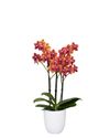 phalaenopsis-potplanten-bolgheri-koper-107949-4