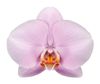 phalaenopsis-snijbloemen-manila-lila-100963-0