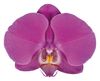 esphalaenopsis-para-flor-cortada-buffalo-violeta-102067-0