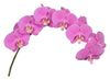 esphalaenopsis-para-flor-cortada-buffalo-violeta-102067-1