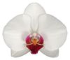 esphalaenopsis-para-flor-cortada-hong-kong-blanco-101149-0