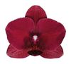 phalaenopsis-snijbloemen-montreux-rood-101483