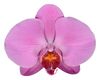 enphalaenopsis-cut-memphis-pink-102105