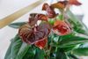 anthurium-potplanten-essencia-bruin-205564-0