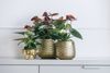 anthurium-potplanten-essencia-bruin-205564-1