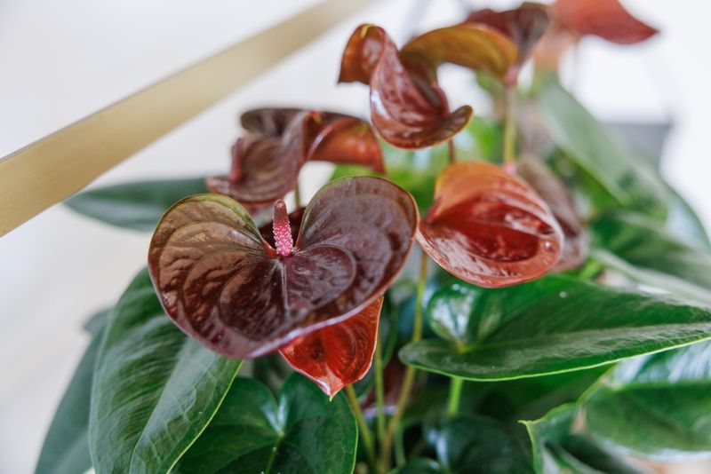 Essencia - Anthurium pot plants | Anthura