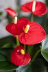 anthurium-potplanten-aroha-rood-206828-1
