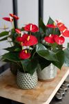 enanthurium-pot-aroha-red-206828-2