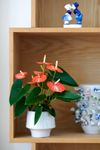 anthurium-potplanten-livium-orange-oranje-207532-1