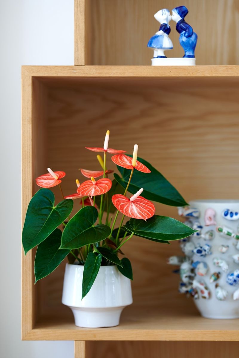 best western anthurium Anthurium (Pap Ree Gardens x BVEP) x (Dress Carla x BVEP) – HappiestPlants main image 1