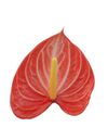 enanthurium-pot-livium-orange-orange-207532-3