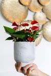 anthurium-potplanten-micra-rood-206531-1