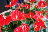 enanthurium-pot-tremendo-red-206615-2