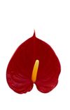 enanthurium-pot-tremendo-red-206615-4