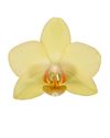 phalaenopsis-potplanten-albenga-geel-107260-0