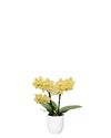 phalaenopsis-potplanten-albenga-geel-107260-1