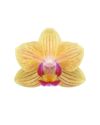 phalaenopsis-potplanten-el-paso-geel-107817-0