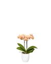 phalaenopsis-potplanten-el-paso-geel-107817-1