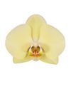 enphalaenopsis-pot-cremona-yellow-108083-0