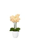 phalaenopsis-potplanten-bolgheri-lemon-geel-108168-1