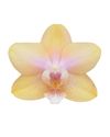 enphalaenopsis-pot-bolgheri-lemon-yellow-108168-0