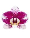 phalaenopsis-potplanten-barcelona-paars-107777-2