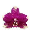 phalaenopsis-potplanten-rombley-roze-108341-0