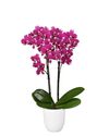 enphalaenopsis-pot-rombley-pink-108341-1