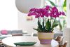 phalaenopsis-potplanten-lusaka-paars-108093-2