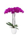 enphalaenopsis-pot-lusaka-purple-108093-4
