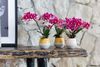 phalaenopsis-potplanten-chamonix-rood-108314-2
