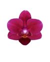 phalaenopsis-potplanten-chamonix-rood-108314-3