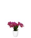 phalaenopsis-potplanten-chamonix-rood-108314-5