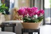 enphalaenopsis-pot-chamonix-red-108314-1