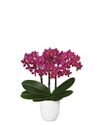 enphalaenopsis-pot-chamonix-red-108314-6
