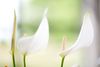 anthurium-potplanten-banderola-cava-wit-207654-0