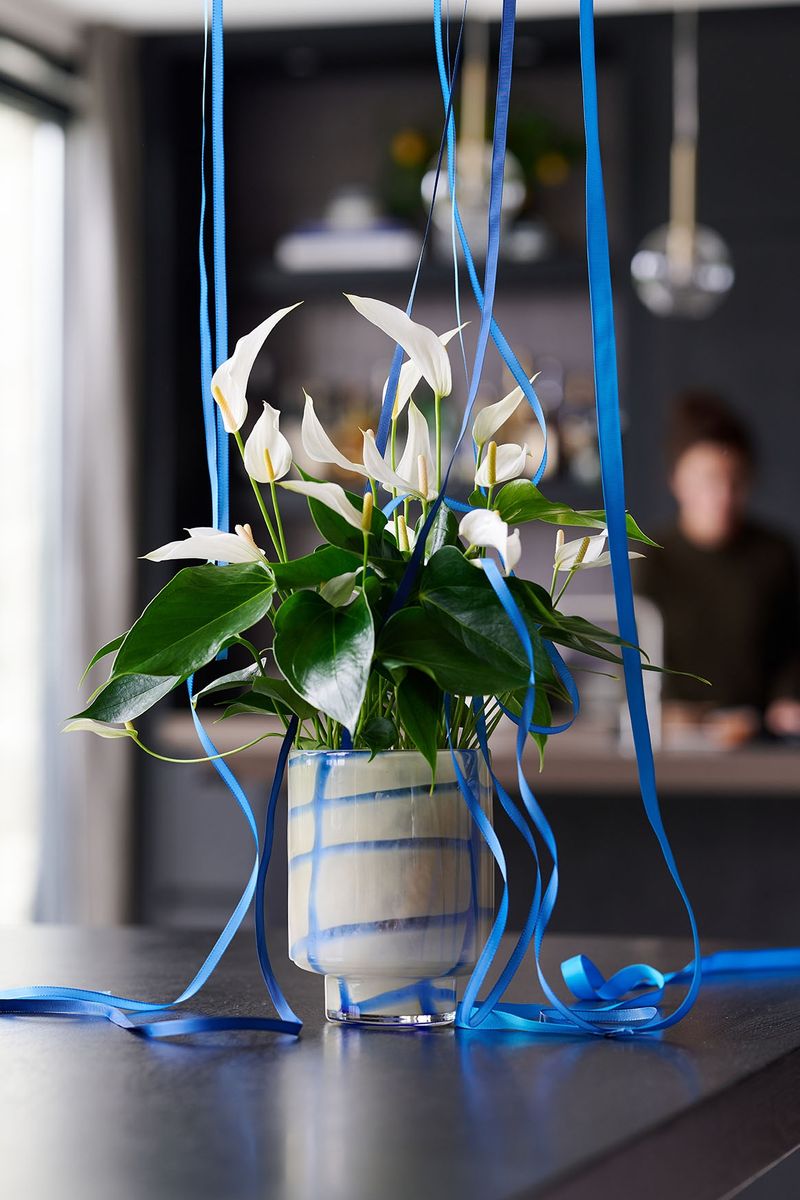Banderola Cava - Anthurium pot plants | Anthura