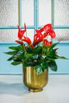 anthurium-potplanten-melodia-rood-205389-1