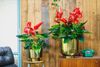 anthurium-potplanten-melodia-rood-205389-2